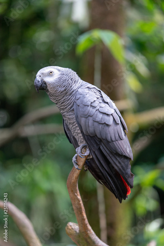 Gray parrot isolated