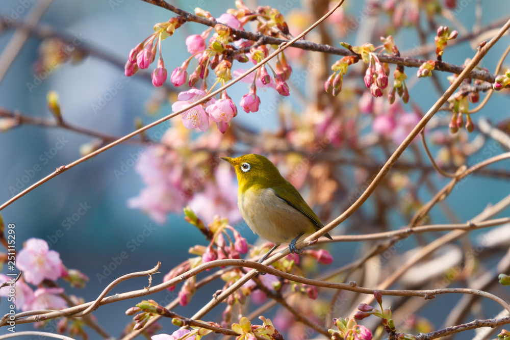 河津桜とメジロ 河津桜とメジロ