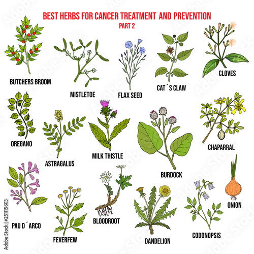 Best herbs for cancer treatment part 2