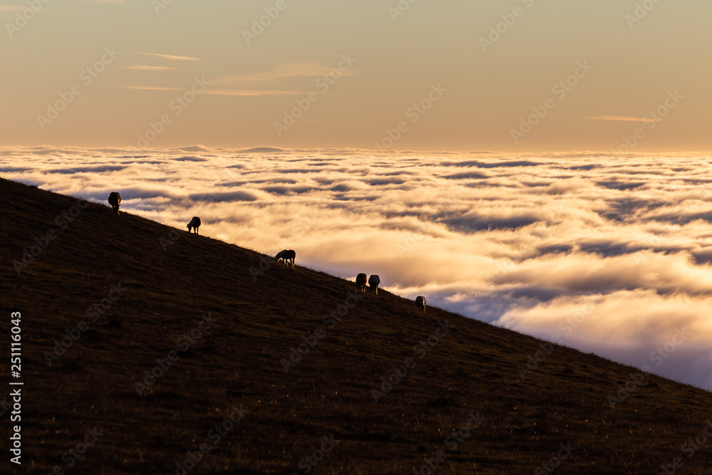 Horses silhouettes on a mountain over a sea of fog at sunset, with beautiful warm colors