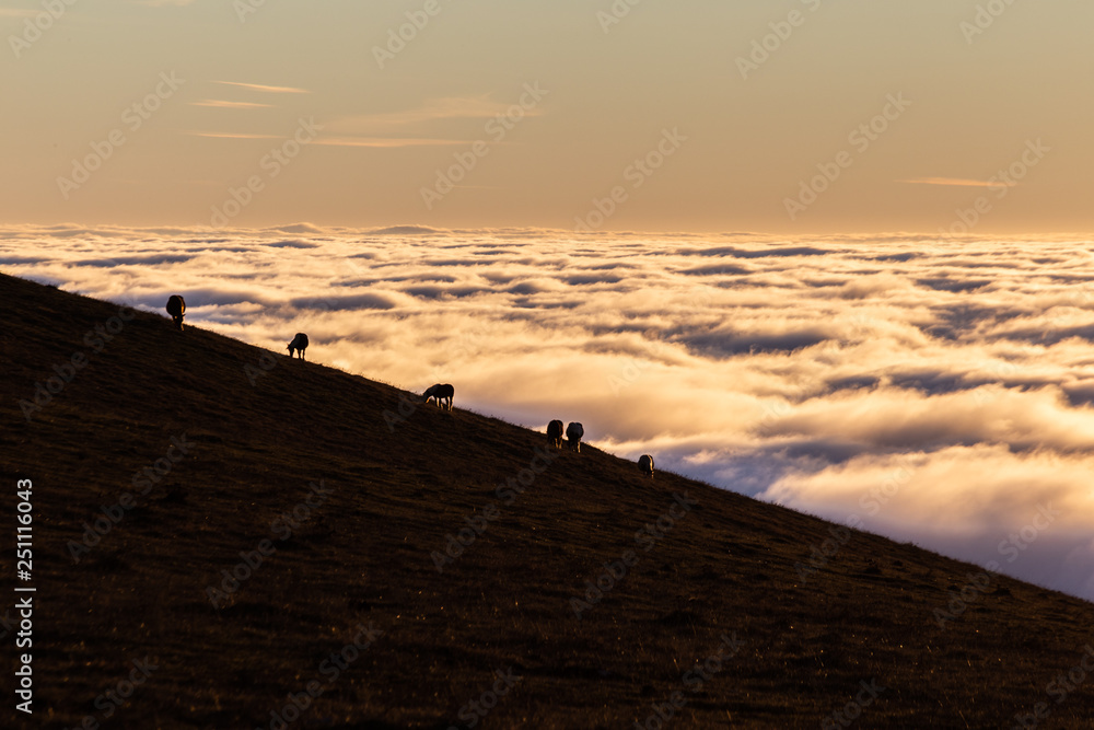 Horses silhouettes on a mountain over a sea of fog at sunset, with beautiful warm colors Horses silhouettes on a mountain over a sea of fog at sunset, with beautiful warm colors