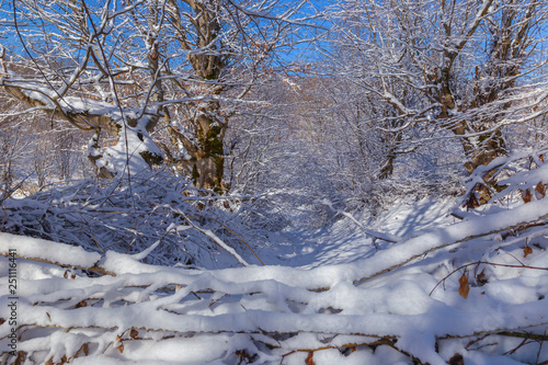 The beauty of the winter fo...