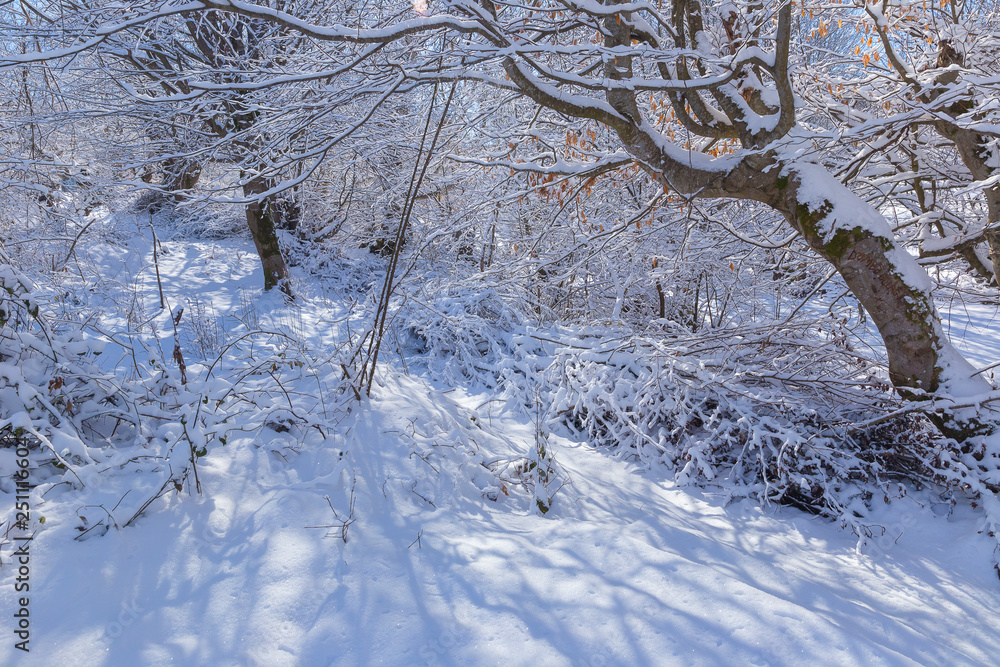 The beauty of the winter forest on a sunny day
