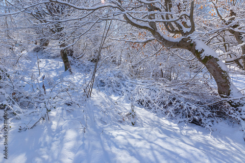 The beauty of the winter fo...