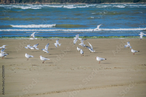 Oiseaux sur la plage de Plestin-les-Grèves, Côtes-d'Armor, Bretagne, France. © Bernard GIRARDIN