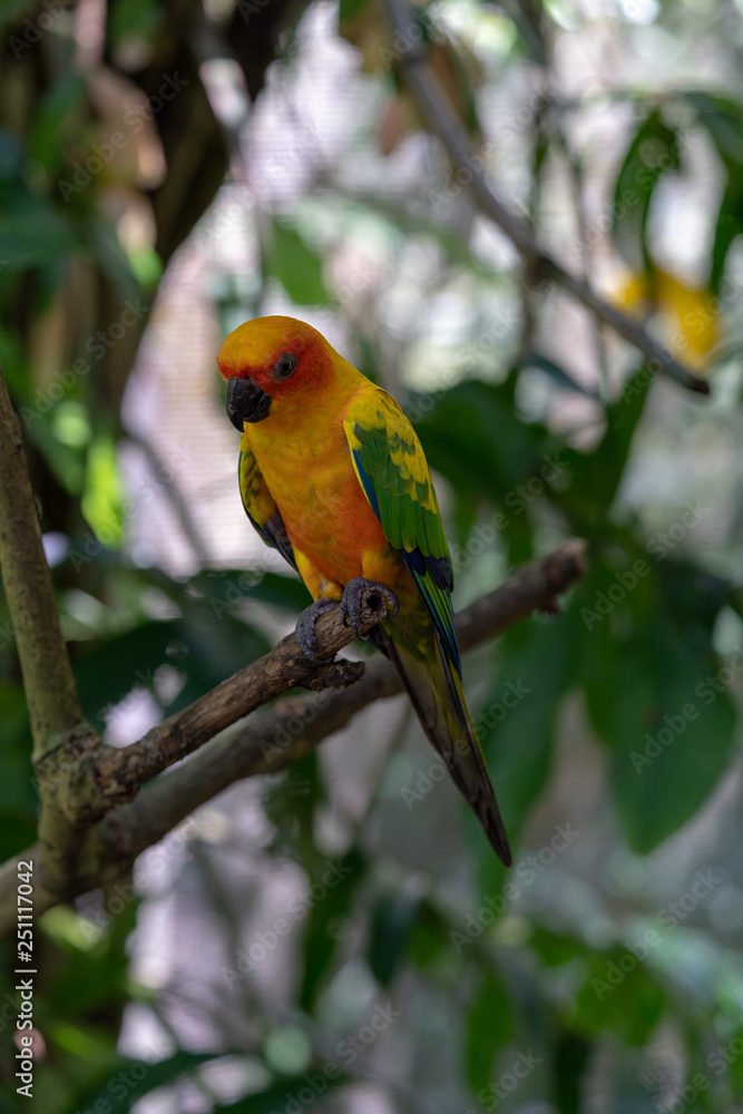 Colorful Parrot in the bird park