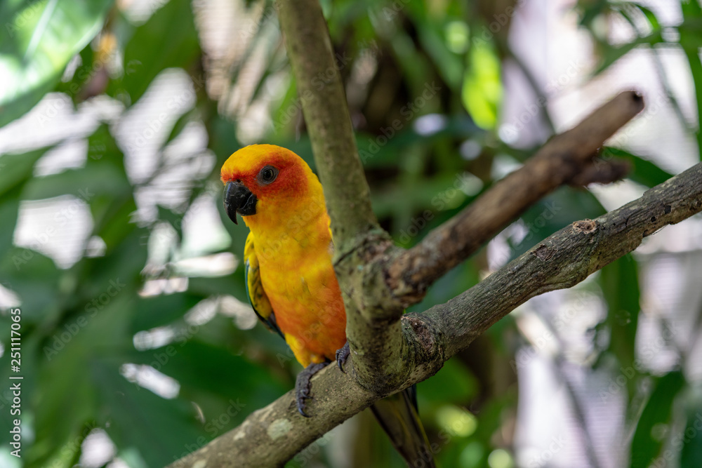 Colorful Parrot in the bird park Colorful Parrot in the bird park