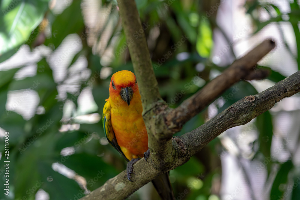 Colorful Parrot in the bird park Colorful Parrot in the bird park