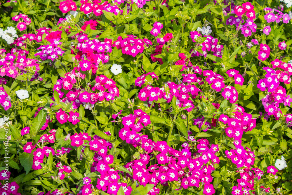 Obraz premium Garden phlox flowers blooming in graden in bright sunny day