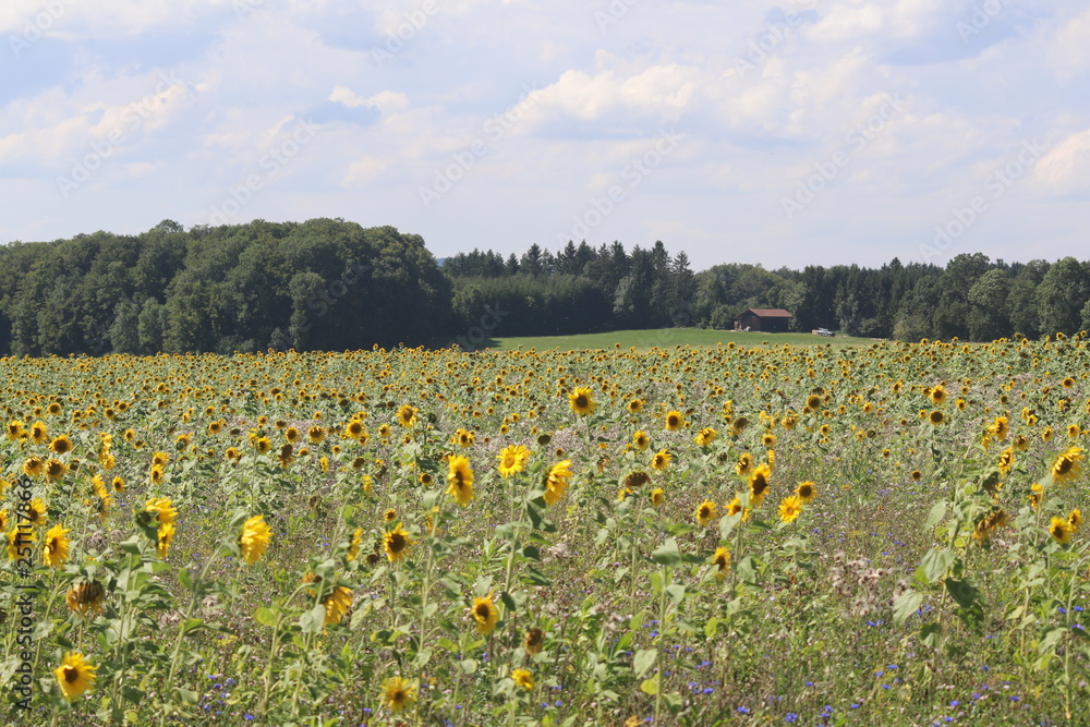 Obraz premium Sonnenblumen