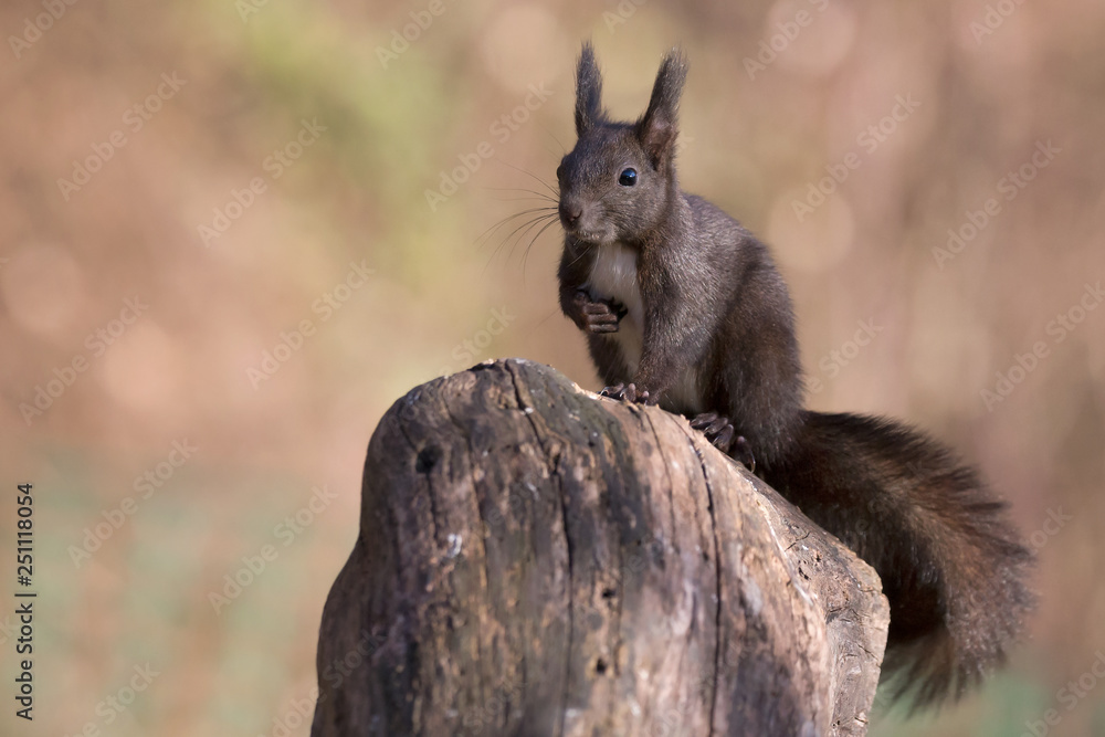 Naklejka premium Incontro nel bosco, lo scoaittolo (Sciurus vulgaris)