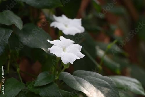 Thunbergia fragrans (White lady)