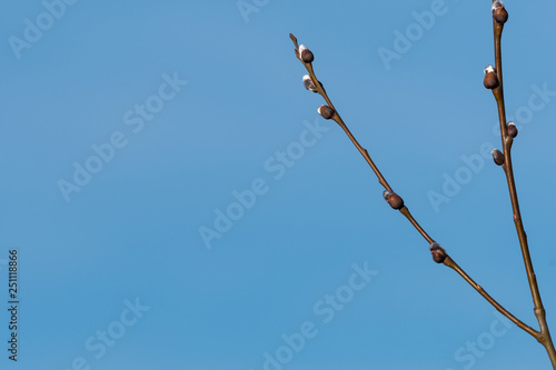 Willow catkins by a blue sky