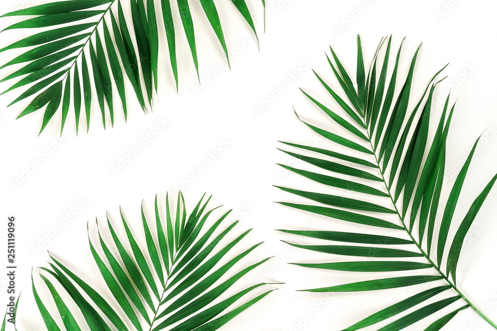 tropical green palm branches leaves pattern frame on a white background. top view.copy space.abstract.