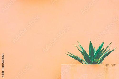 Agave and orange background.
