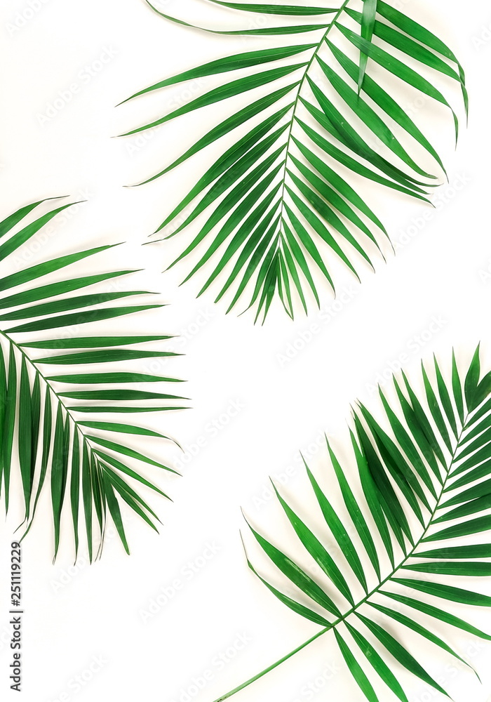tropical green palm branches leaves pattern frame on a white background. top view.copy space.abstract. tropical green palm branches leaves pattern frame on a white background. top view.copy space.abstract.