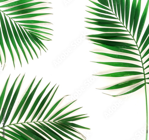 tropical green palm branches leaves pattern frame on a white background. top view.copy space.abstract.
