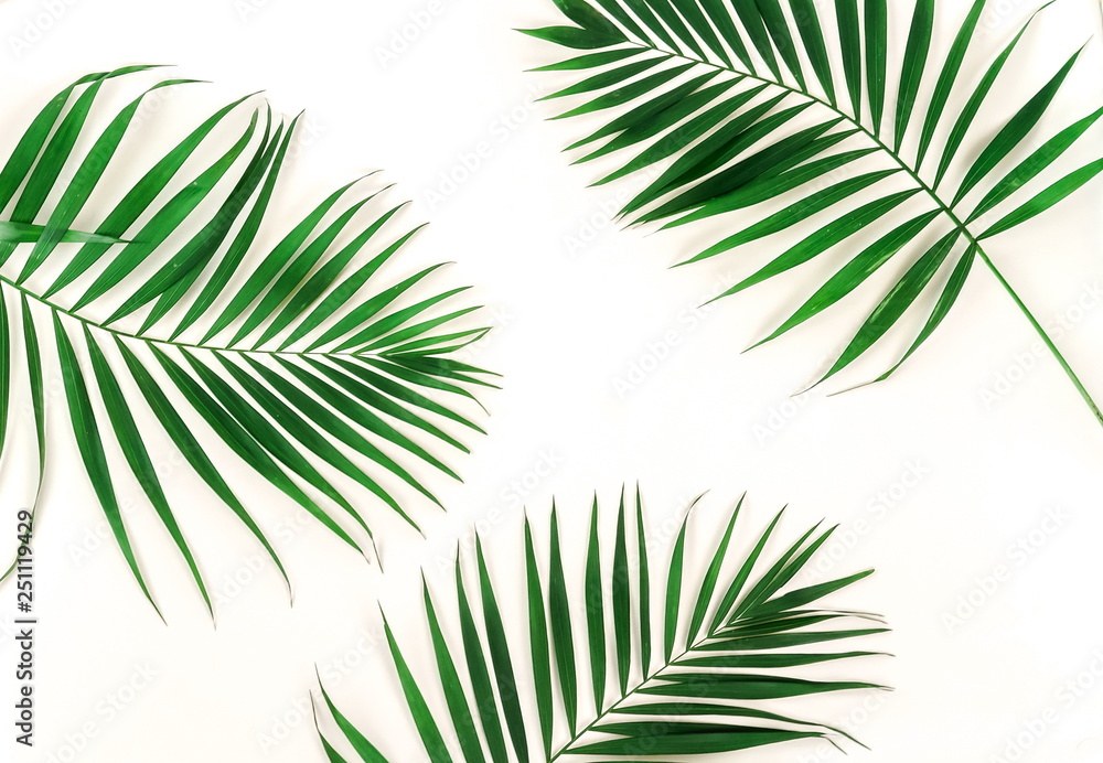 tropical green palm branches leaves pattern frame on a white background. top view.copy space.abstract. tropical green palm branches leaves pattern frame on a white background. top view.copy space.abstract.