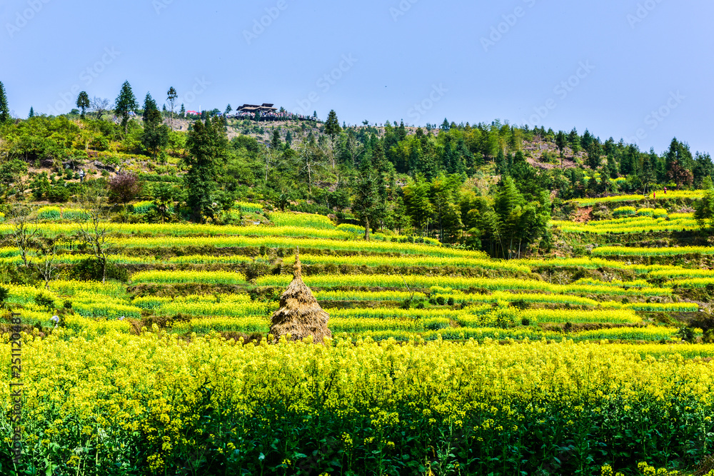 Characteristic Rural Landscape of Rapeseed Planting