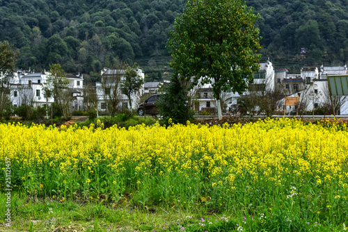 Characteristic Rural Landscape of Rapeseed Planting