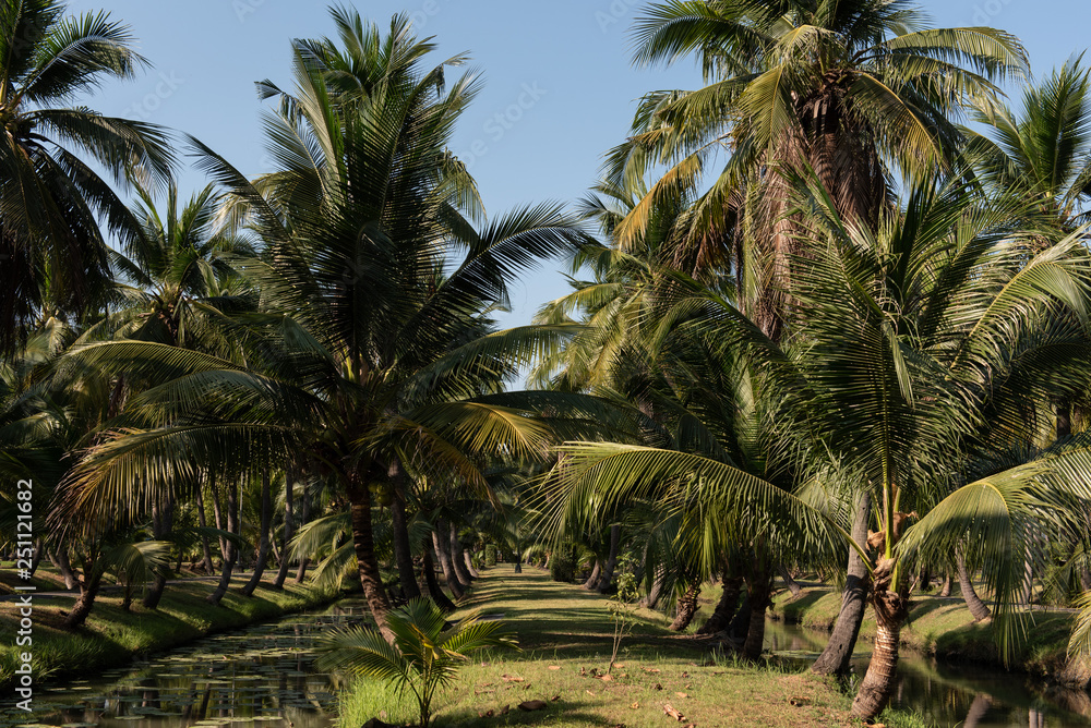 Obraz premium coconut palm trees farm in Thailand