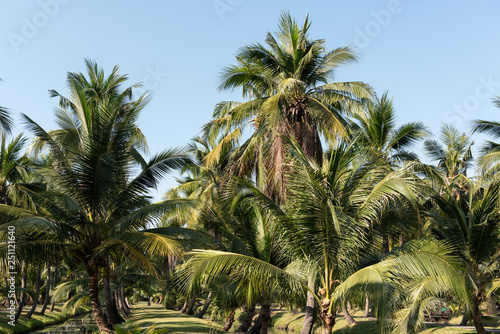 coconut palm trees farm in Thailand