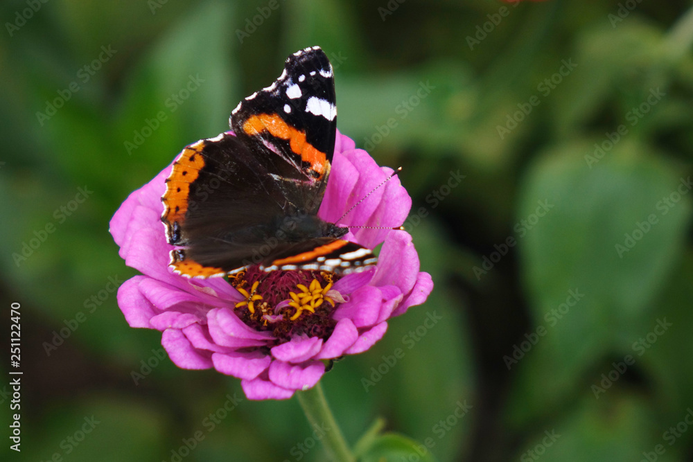 Butterfly on flower. Close up. Beautiful nature background concept. Butterfly on flower. Close up. Beautiful nature background concept.