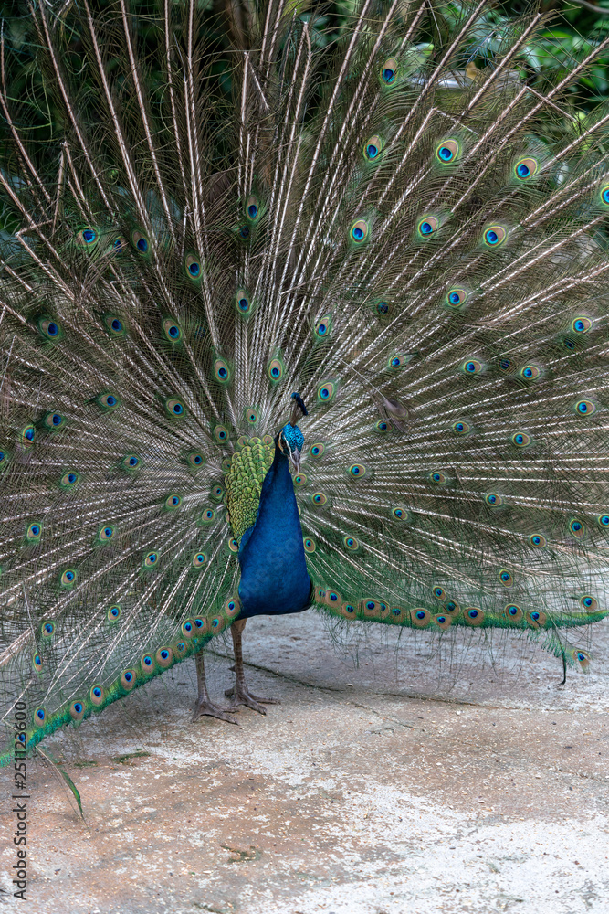 Naklejka premium Peacock spreading its beautiful feathers - Square image