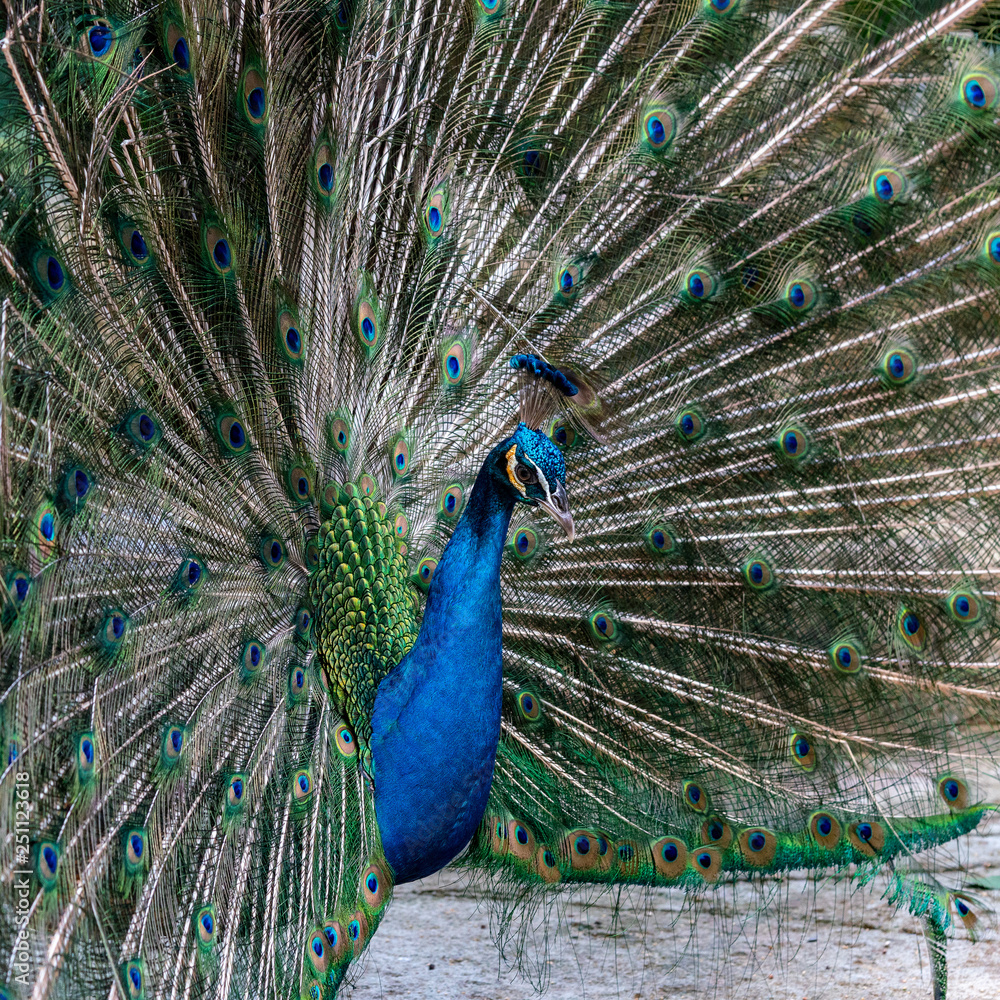 Naklejka premium Peacock spreading its beautiful feathers - Square image
