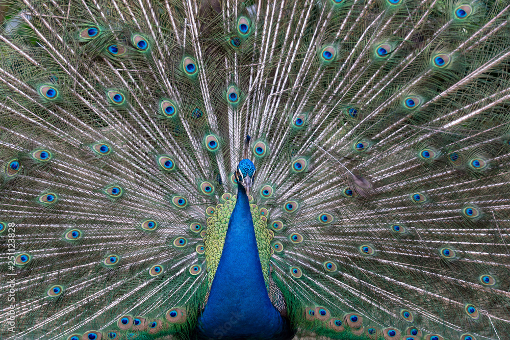 Obraz premium Peacock spreading its beautiful feathers - Square image