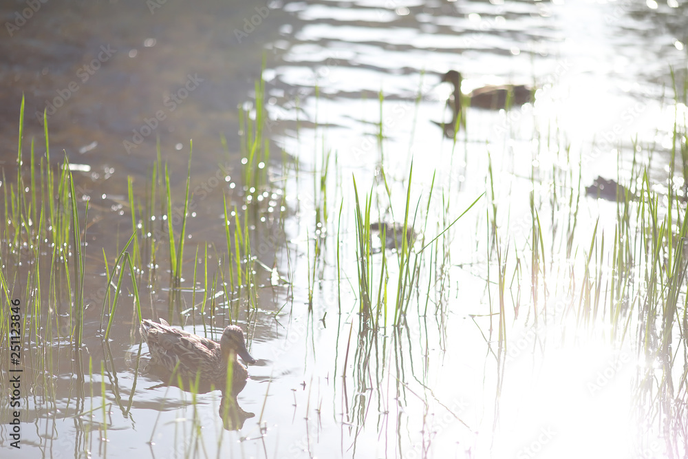 Little waterfowl in the pond. Ducks with chicks in spring park. Little waterfowl in the pond. Ducks with chicks in spring park.