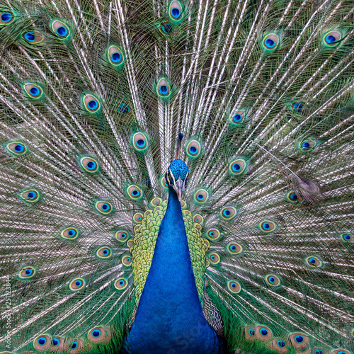 Peacock spreading its beautiful feathers - Square image