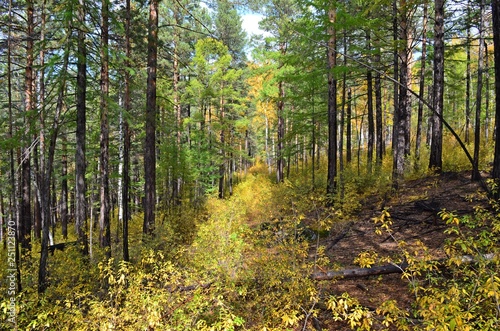 Autumn forest