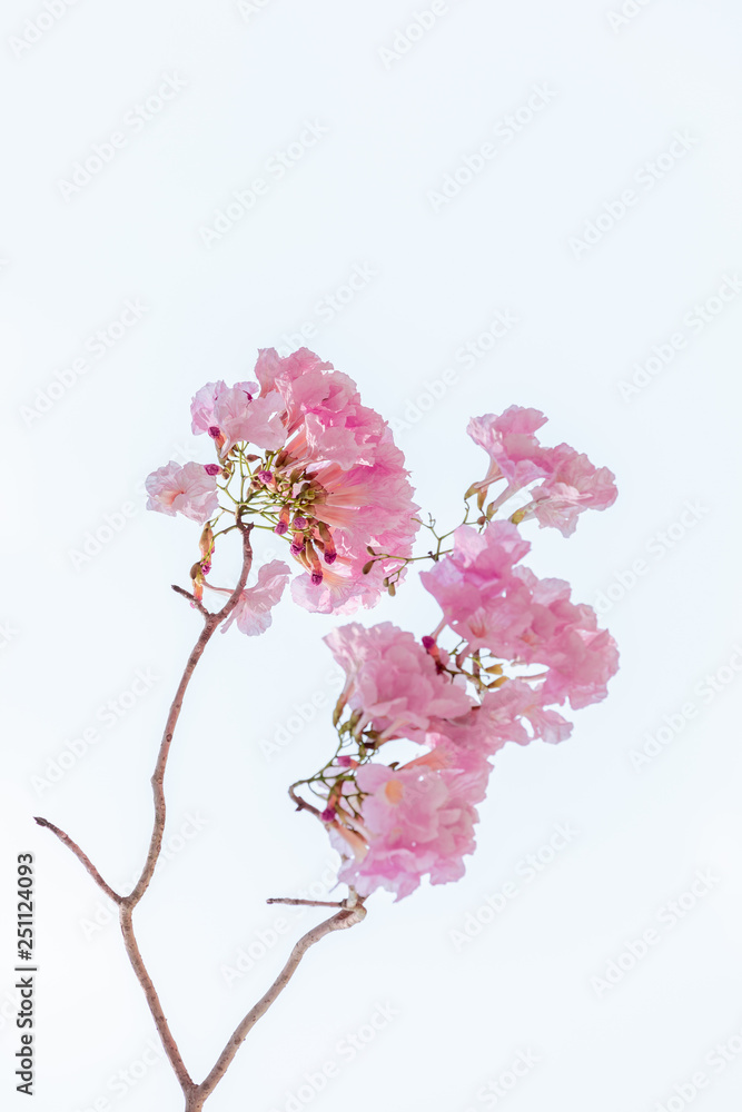 chompoo pantip or pink pantip sakura blossom in Thailand chompoo pantip or pink pantip sakura blossom in Thailand