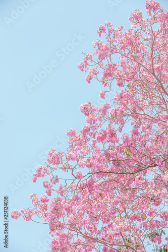 chompoo pantip or pink pantip sakura blossom in Thailand photo