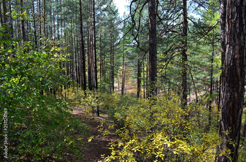 Autumn forest