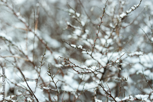 twigs covered with snow © aga7ta
