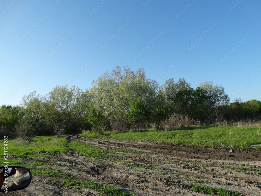 Obraz premium tree in field