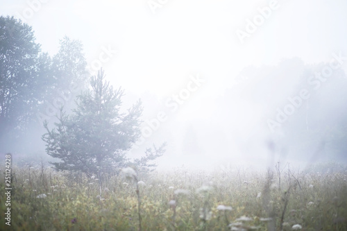 Fog in the field. Evening nature summer with white fog.