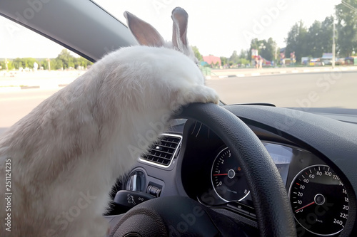 White Easter bunny rides to give gifts. Rabbit in the car at the driver's seat behind the steering wheel. Hare driver.
