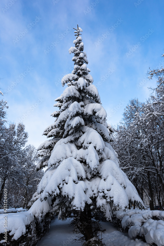 Branches young spruce are shrouded in snow in a city park on a winter clear evening. Winter landscape. Branches young spruce are shrouded in snow in a city park on a winter clear evening. Winter landscape.