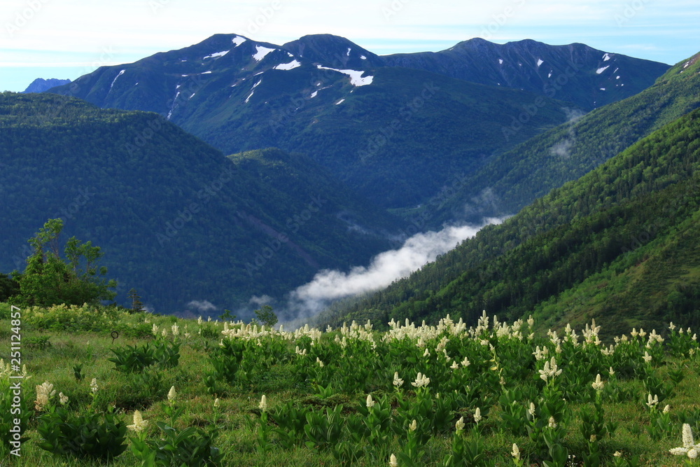 Obraz premium 北アルプス太郎平からの山々 コバイケイソウ越しの三俣蓮華岳 双六岳