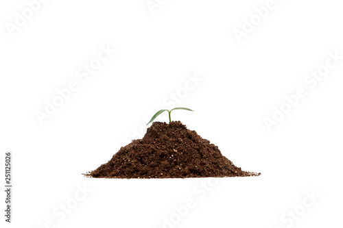 Green sprout growing out from soil isolated on white background 