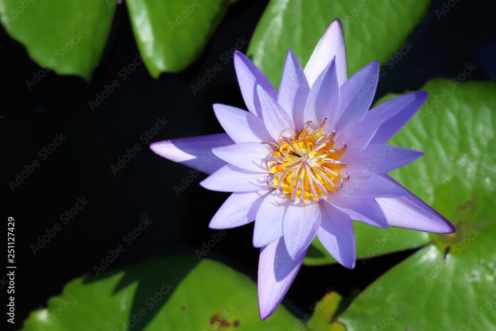 purple lotus flower or waterlily in pond purple lotus flower or waterlily in pond