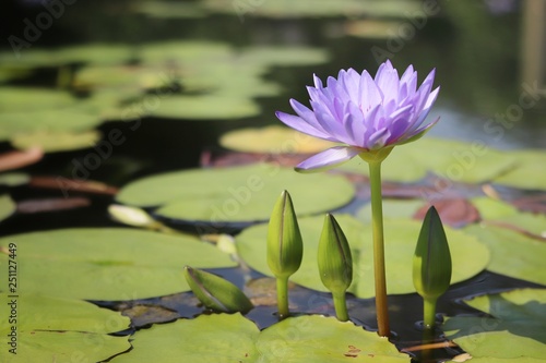 purple lotus flower or waterlily on the water in pond.