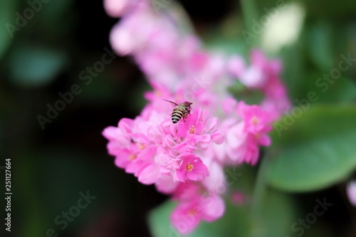 close-up pink Mexican Creeper flower (Antigonon leptopus Hook) with bee © Taweechai