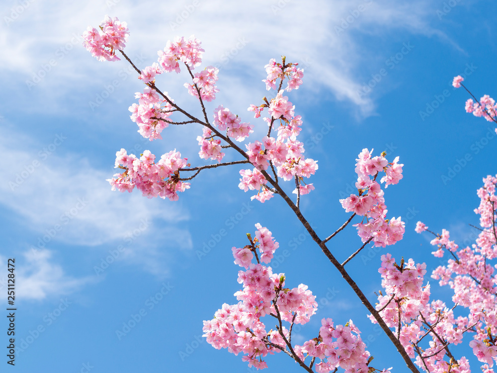 桜と空