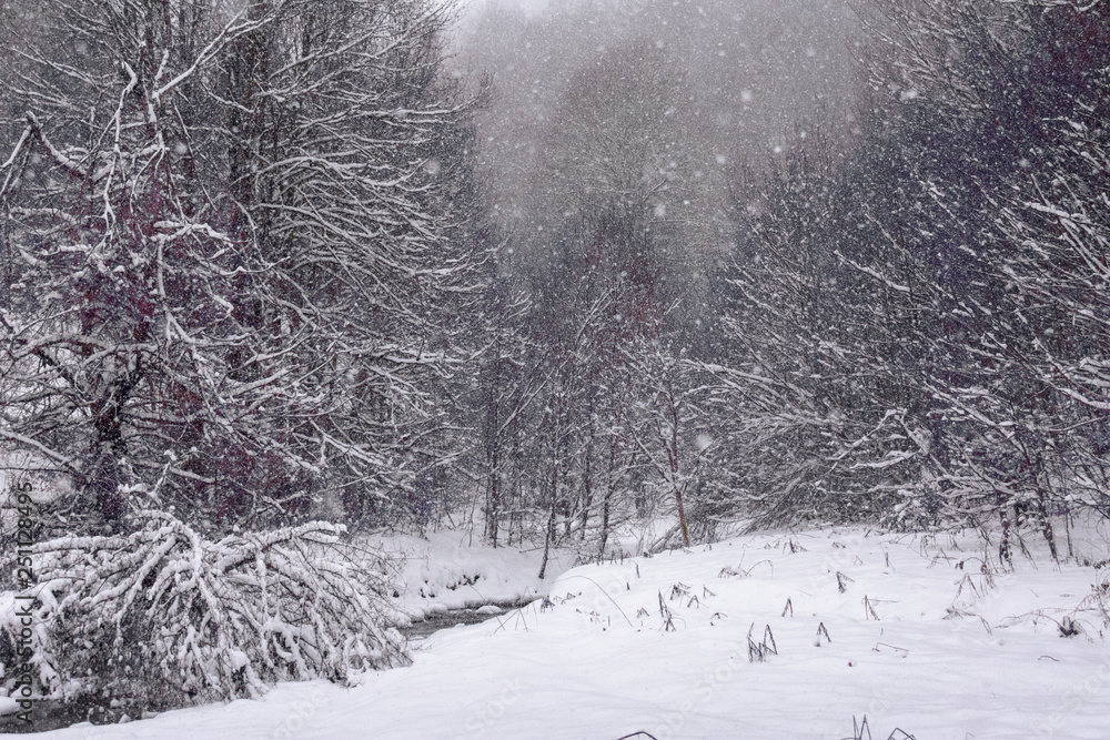 Fototapeta premium A small river in the snowy forest.