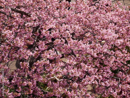 一面に広がる桜