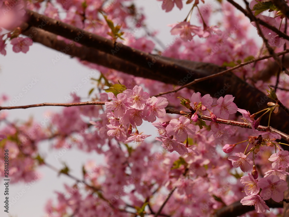 Fototapeta premium 桜の花弁